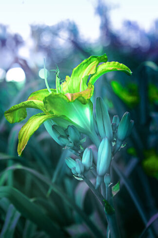 Fotokonst på en lilja i blågrön färgskala