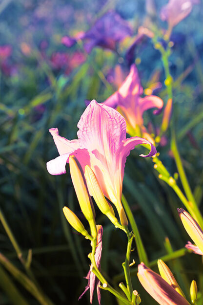 Fotokonst av blomma - "lilja 4ever"